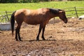 BEAUTIFUL DARK BROWN HORSE, POSING .. PROFILE PICTURE Royalty Free Stock Photo