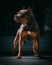 Beautiful dark brown XL Bully dog with the leash and cut made ears with blurred background