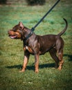 Beautiful dark brown XL Bully dog with the leash and cut made ears with blurred background