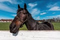 Beautiful dark brown young horse mare behind the paddock white picket fence on equestrian ranch Royalty Free Stock Photo