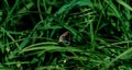 Beautiful dark butterfly on branch in spring at Sunrise on light and grass background macro. Elegant artistic image Royalty Free Stock Photo