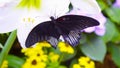 Beautiful dark butterfly on white flower. Royalty Free Stock Photo