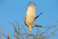 Beautiful dark chanting goshawk off from a perch to hunt insects