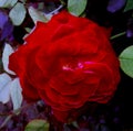 A beautiful dark colour red rose flower green branch and leaves with black and white background.