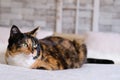 Beautiful dark domestic cat lies quietly on a large bed in a Scandinavian style, the concept of sweet home, cozy mood, care and