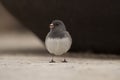 Beautiful dark eyed junco in gray hood on the ground Royalty Free Stock Photo