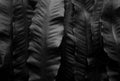 Beautiful dark  fern leaves. Natural  monochrom background Royalty Free Stock Photo