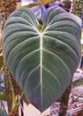 Beautiful dark green color leaf of Philodendron Glorious, a popular exotic houseplant Royalty Free Stock Photo