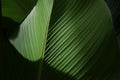 Beautiful of dark green leaves nature with light shining down. Tropical rainforest foliage leaf plant bushes garden background.