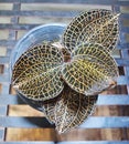 Beautiful dark green lightning leaves of Anoectochilus Hybrid Rose Gold Jewel Orchid