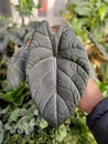 Beautiful dark green marbled leaf of Alocasia Maharani, a popular tropical houseplant Royalty Free Stock Photo