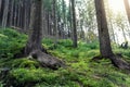 Beautiful dark green mossy mountain hill coniferous pine forest woods view with path between old trees and broken Royalty Free Stock Photo