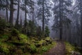 Beautiful dark green mossy mountain hill coniferous pine forest woods view with path between old trees Royalty Free Stock Photo