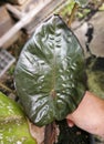 A dark green and shiny leaf of Alocasia Serendipity