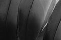 Beautiful dark grey feathers texture background. Black feathers closeup. Natural background. Royalty Free Stock Photo