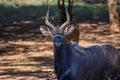 A Nyala bull standing with some ewes