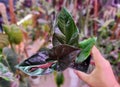 Beautiful dark leaves of Syngonium Erythrophyllum Llano-Carti Road