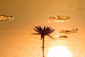 Beautiful dark Lotus Flower and shadow in the pool. Royalty Free Stock Photo