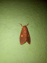 This is a beautiful dark orange butterfly in the India. Royalty Free Stock Photo