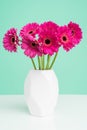 Beautiful dark pink gerbera daisies in a plain white vase against pastel green background. Minimalist floral background. Royalty Free Stock Photo