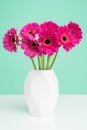 Beautiful dark pink gerbera daisies in a plain white vase against pastel green background. Minimalist floral background.