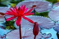 Hybrid dark pink water lily and bud in pond Royalty Free Stock Photo