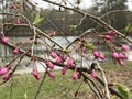 Beautiful Dark Pink Japanese Weeping Cherry Buds - Prunus