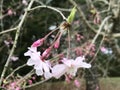 Beautiful Dark Pink Japanese Weeping Cherry Buds - Prunus