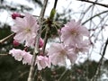 Beautiful Dark Pink Japanese Weeping Cherry Buds - Prunus