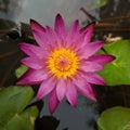 A beautiful dark pink lotus flower blooming over the water in lotus pot.