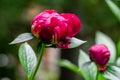 Beautiful dark pink peony bud blooming under sun against dark blurred green garden Royalty Free Stock Photo