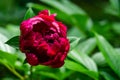 Beautiful dark pink peony bud blooming under sun against dark blurred green garden Royalty Free Stock Photo