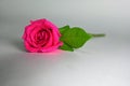 Beautiful Dark pink Rose with Green Leaves