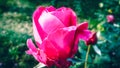 Beautiful dark pink rose with beautiful natural background