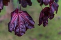 Branch of amazing dark-purple autumn leaves of Crimson King Norway maple tree