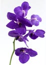 Beautiful dark purple big orchid flowers isolated on white background. Royalty Free Stock Photo