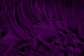 Beautiful dark purple bird feathers pattern texture background