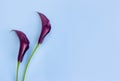 Beautiful dark purple Calla Lilies flowers on a light blue background Royalty Free Stock Photo