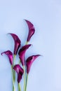 Beautiful dark purple Calla Lilies flowers on a light blue background Royalty Free Stock Photo