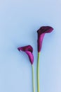 Beautiful dark purple Calla Lilies flowers on a light blue background Royalty Free Stock Photo