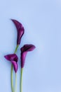 Beautiful dark purple Calla Lilies flowers on a light blue background Royalty Free Stock Photo