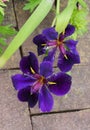 Beautiful dark purple color of iris flower at full bloom Royalty Free Stock Photo