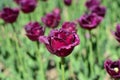 Beautiful dark purple decorative tulips flowers bloom in spring garden. Tulips of the Nikitsky Botanical Garden, Yalta, Crimea. Royalty Free Stock Photo