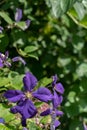 Dark purple climbing flower with green leaves in sunny garden