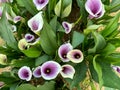 Beautiful dark purple flowers (Zantedeschia) under the sun Royalty Free Stock Photo