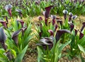 Beautiful dark purple flowers (Zantedeschia) under the sun Royalty Free Stock Photo