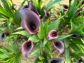 Beautiful dark purple flowers (Zantedeschia) under the sun Royalty Free Stock Photo