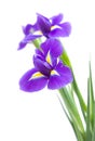 Beautiful dark purple iris flower Royalty Free Stock Photo