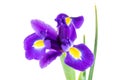 Beautiful dark purple iris flower Royalty Free Stock Photo