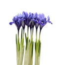 Beautiful dark purple iris flower isolated on white background Royalty Free Stock Photo